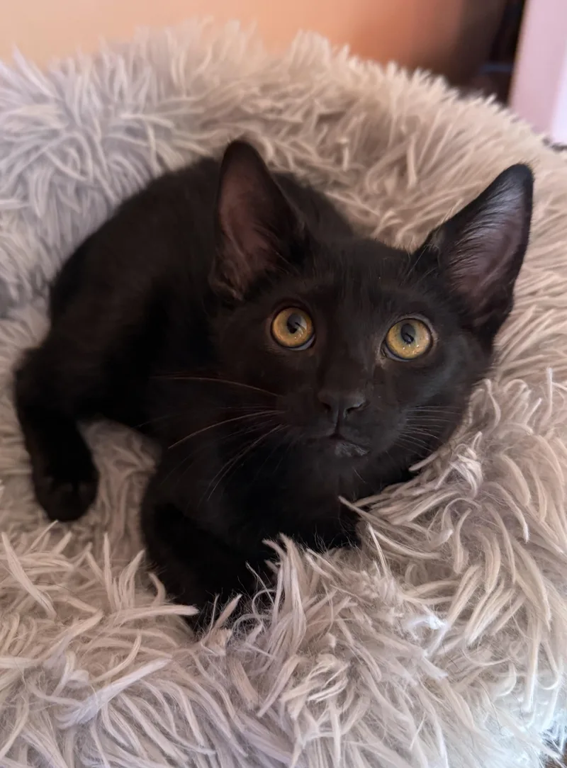 A baby medium-sized female Black Domestic Short Hair cat named Orchid for adoption in South Elgin, IL
