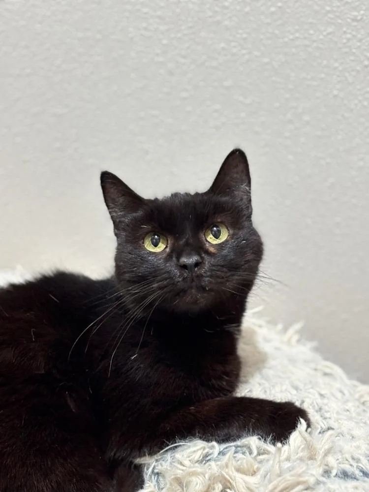 Marzipan thumbnail 2