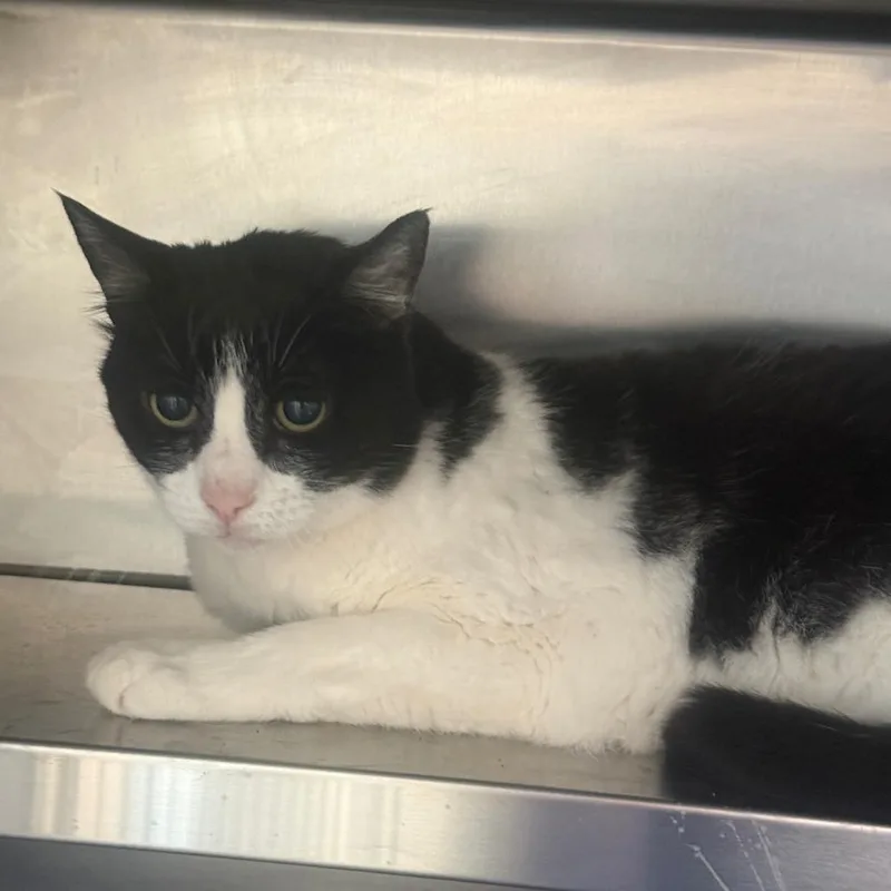 An adult large-sized female Black Domestic Short Hair cat named Christmas for adoption in Fort Bragg, CA