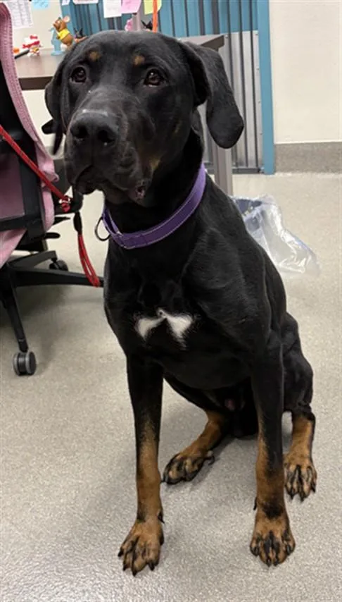 A young large-sized male Doberman Pinscher dog named Deuce for adoption in Las Vegas, NV