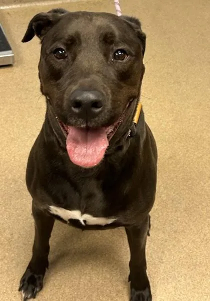 An adult large-sized male Mixed Breed dog named Alejandro for adoption in Chamblee, GA
