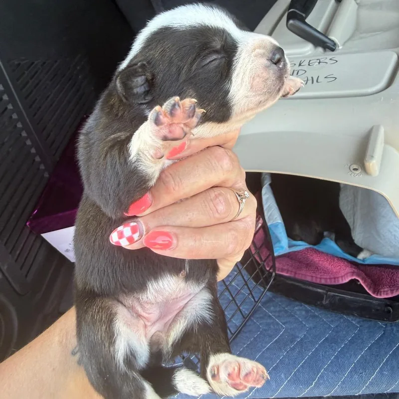 A baby small-sized female Black Mixed Breed dog named Java for adoption in Midland, TX