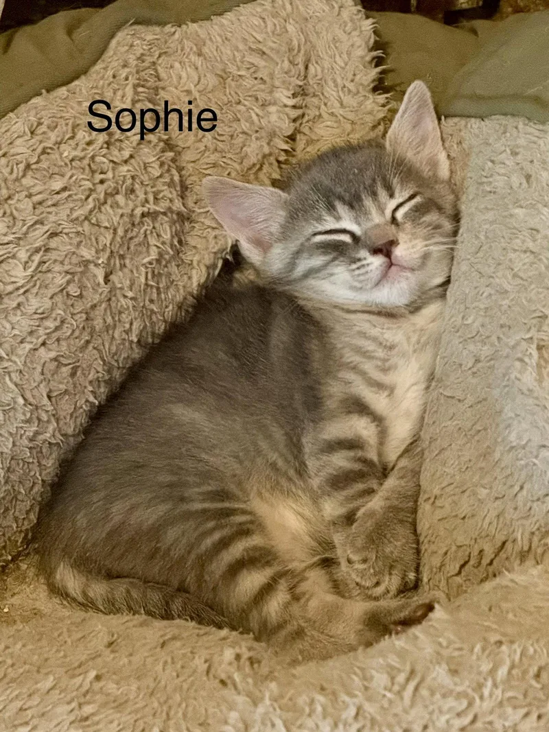 Sophie C Weaver thumbnail 2