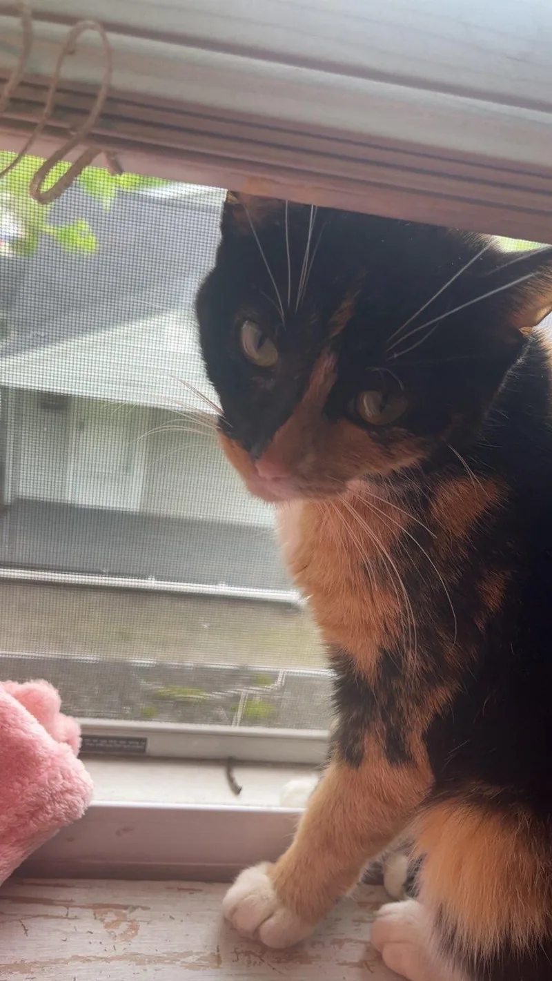 A young medium-sized female Tortoiseshell Domestic Short Hair cat named Megara for adoption in Kent, OH