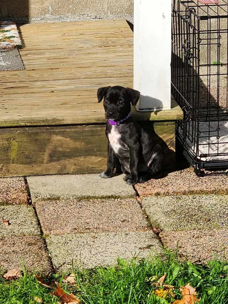A baby medium-sized female Australian Cattle Dog / Blue Heeler dog named Winnie Little Monster's Litter for adoption in Carmel, NY