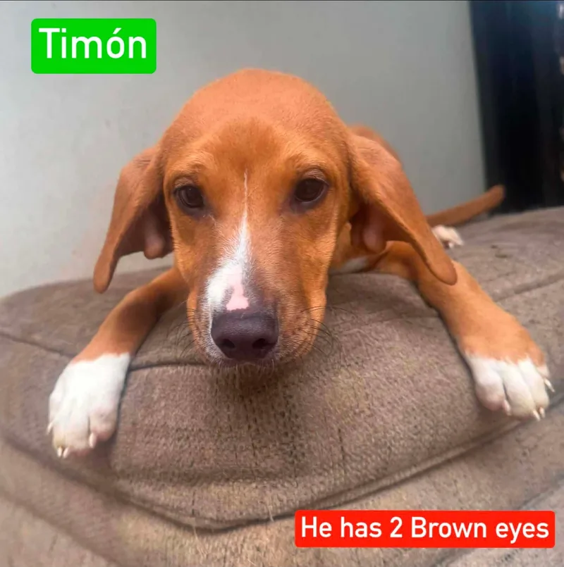 Timon thumbnail 3