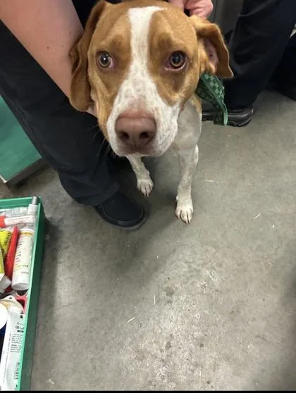 A young medium-sized male Beagle dog named Junior for adoption in Seneca, SC