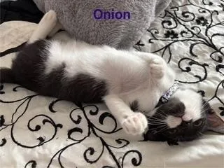 Onion