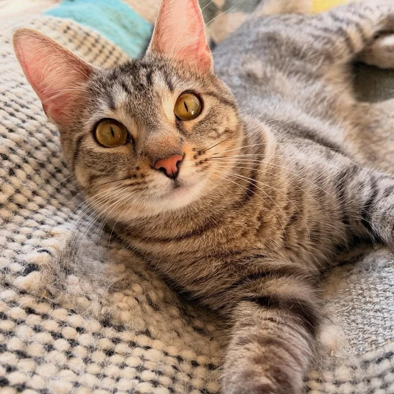 A young medium-sized female Tabby (Brown / Chocolate) Domestic Short Hair cat named Etta for adoption in Chicago, IL