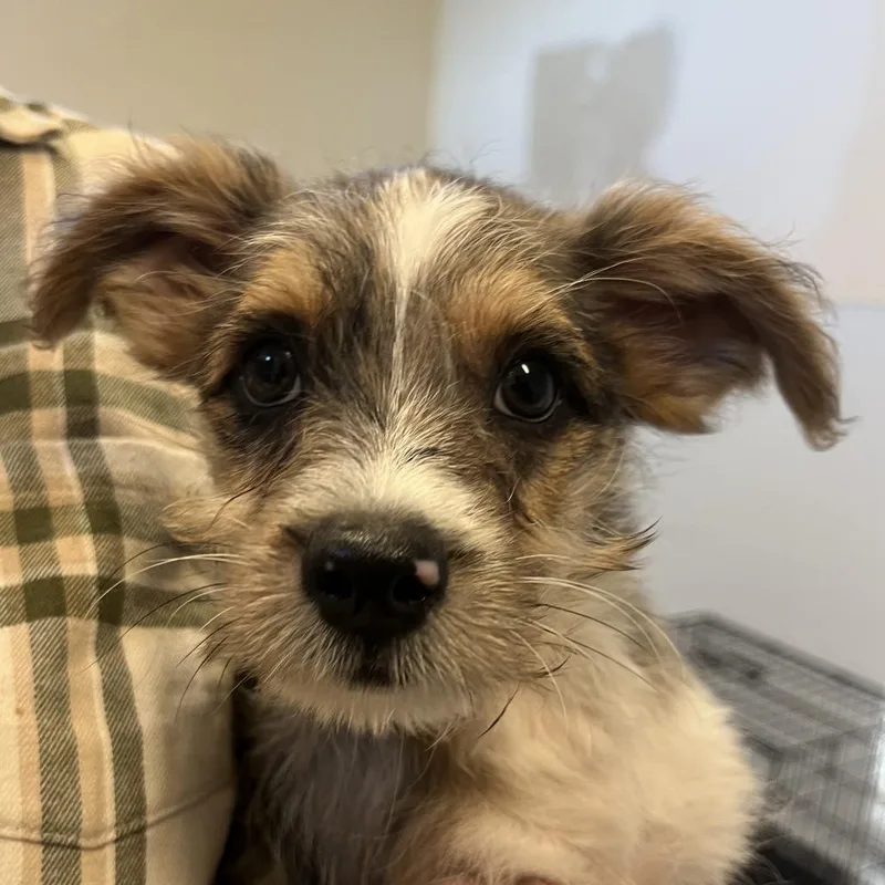 A baby small-sized male Black Yorkshire Terrier dog named Orchard Pup: Macintosh for adoption in Falls Church, VA