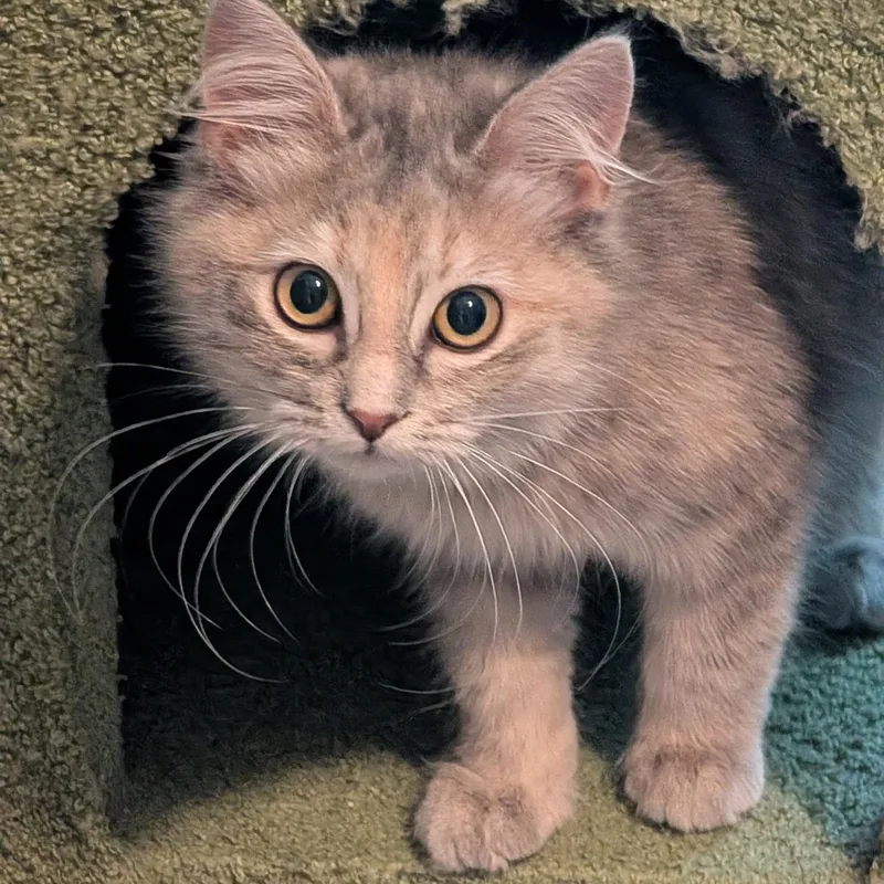 Sloan Peterson thumbnail 2