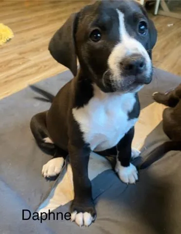 A baby small-sized female Pit Bull Terrier dog named Daphne for adoption in Decatur, IL