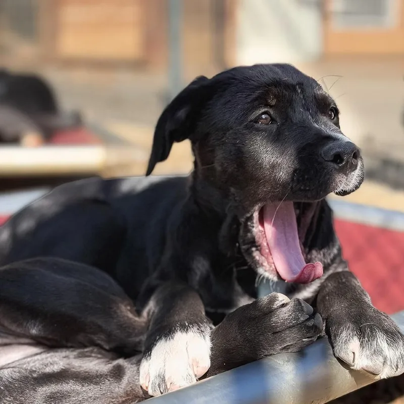 A baby large-sized female Pit Bull Terrier dog named Yoshi for adoption in Salem, OR