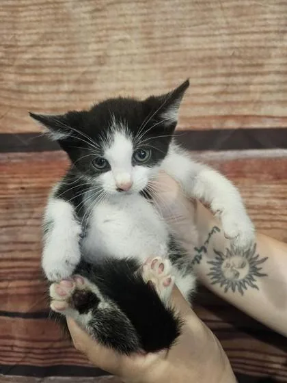 A baby small-sized male Domestic Short Hair cat named Tres for adoption in Paducah, KY