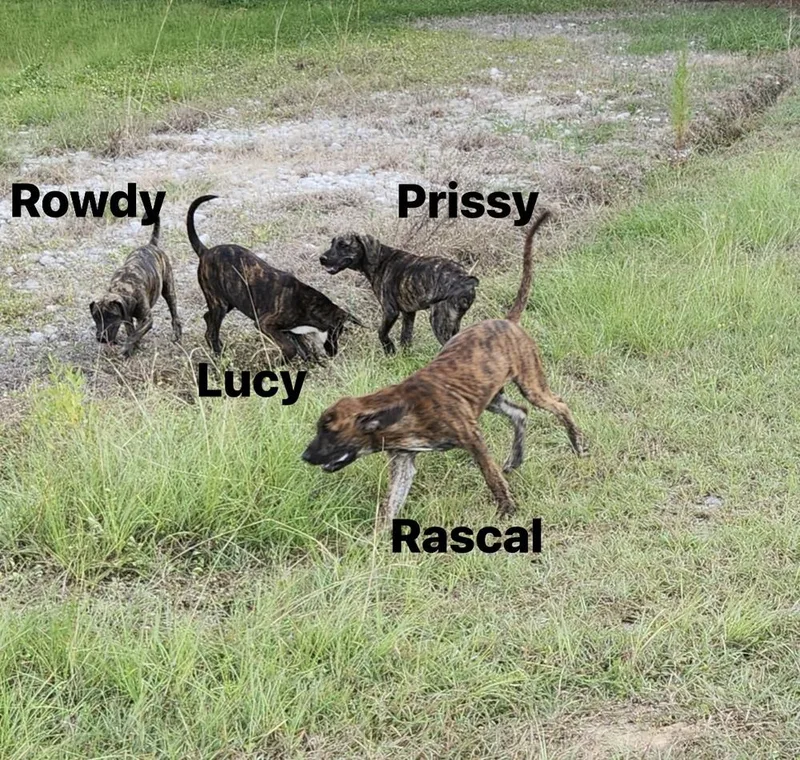 Prissy thumbnail 3