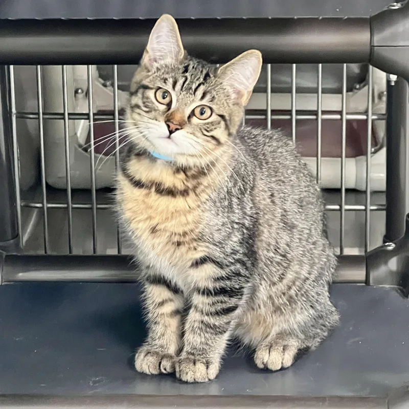A baby medium-sized male Tabby (Brown / Chocolate) Domestic Short Hair cat named Hank for adoption in Jamestown, ND