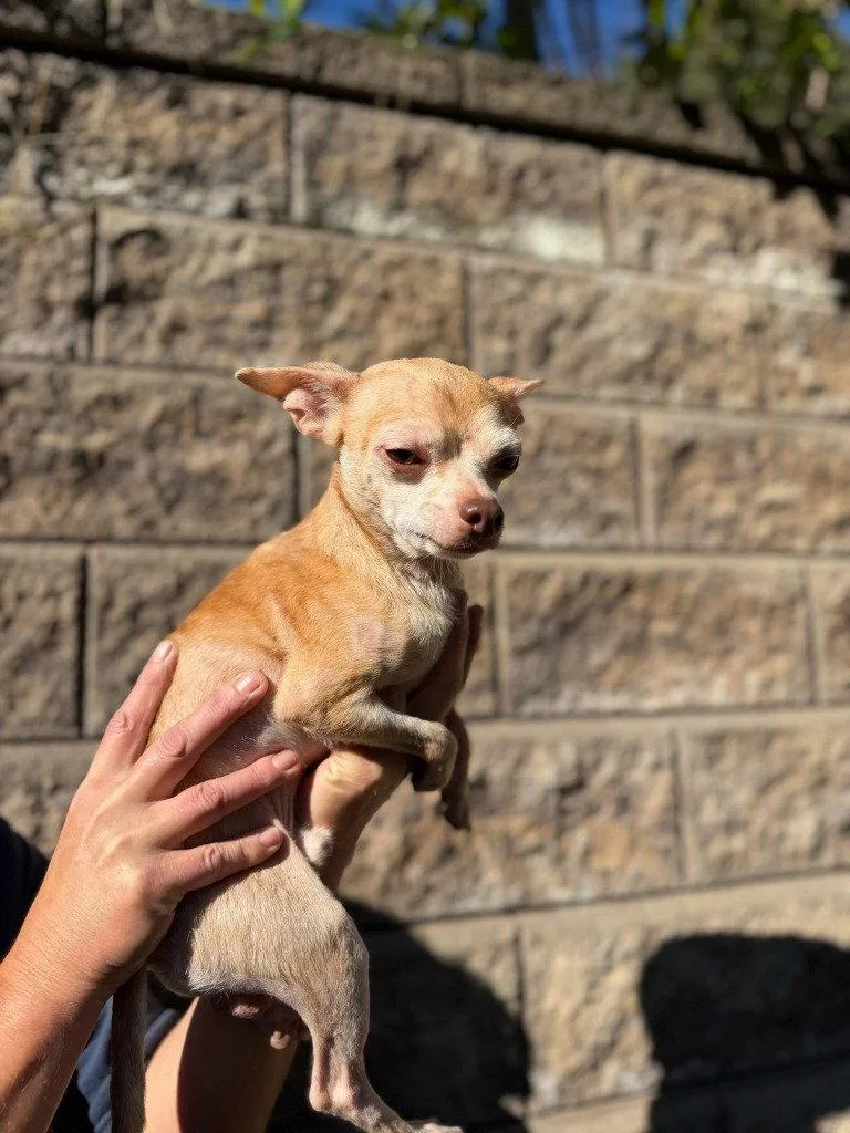 An adult small-sized male Chihuahua dog named Taz for adoption in Lovingston, VA
