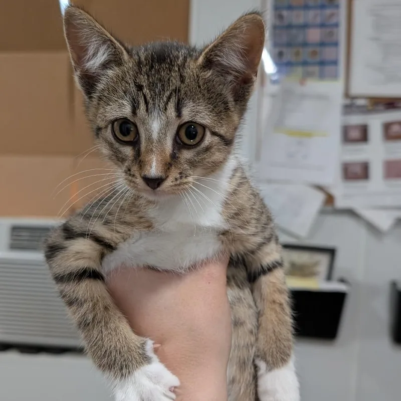 A baby small-sized female Brown / Chocolate Domestic Short Hair cat named Margarita for adoption in Buchanan Dam, TX
