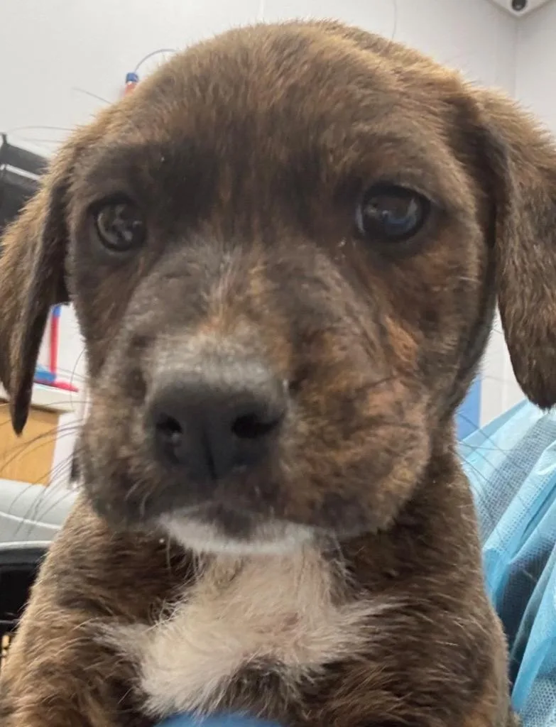 A baby medium-sized male Labrador Retriever dog named Fabio for adoption in Hartsville, SC