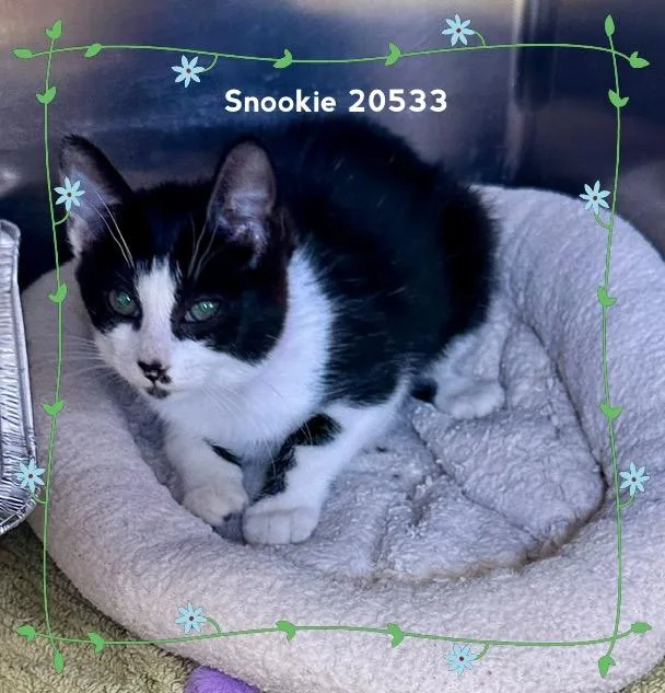 A baby medium-sized female Black & White / Tuxedo Domestic Short Hair cat named Snookie for adoption in Marietta, GA