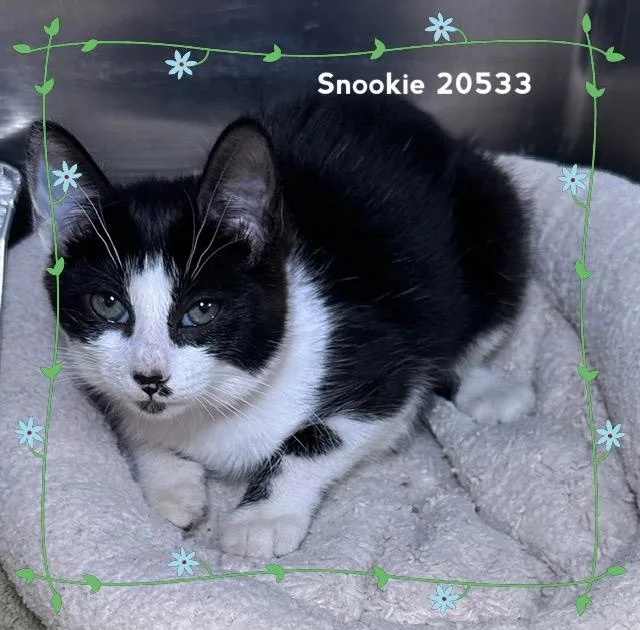 Snookie thumbnail 2