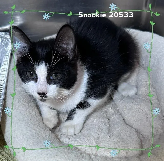 Snookie thumbnail 3
