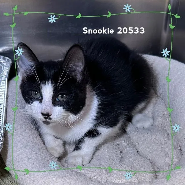 Snookie thumbnail 4