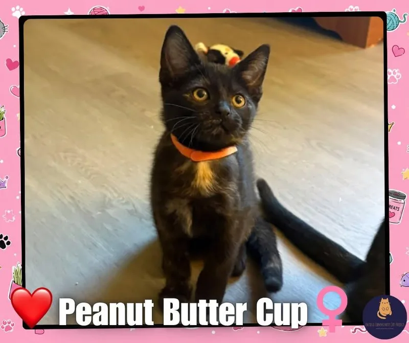 A baby small-sized female Domestic Short Hair cat named Peanut Butter for adoption in Enfield, CT