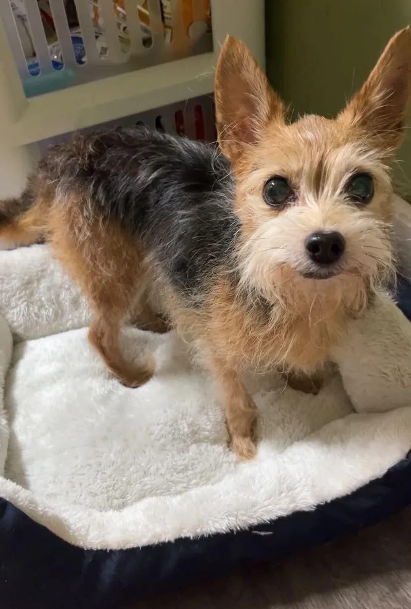 A senior small-sized male Yorkshire Terrier dog named Manny for adoption in Saint Charles, MO