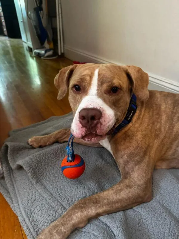 An adult large-sized male Mixed Breed dog named Knickolas for adoption in New York, NY