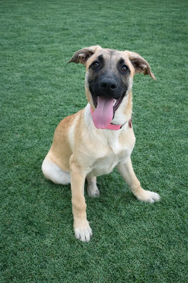 A young large-sized female German Shepherd Dog dog named Wind for adoption in Nashville, TN