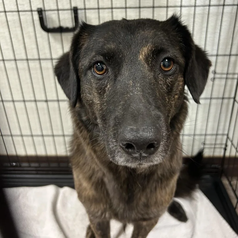 An adult medium-sized female Brindle Shepherd dog named Princess Daisy for adoption in Flagstaff, AZ
