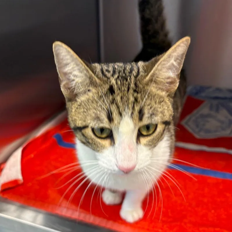A young medium-sized male Brown / Chocolate Domestic Short Hair cat named Marcus for adoption in Englewood, FL