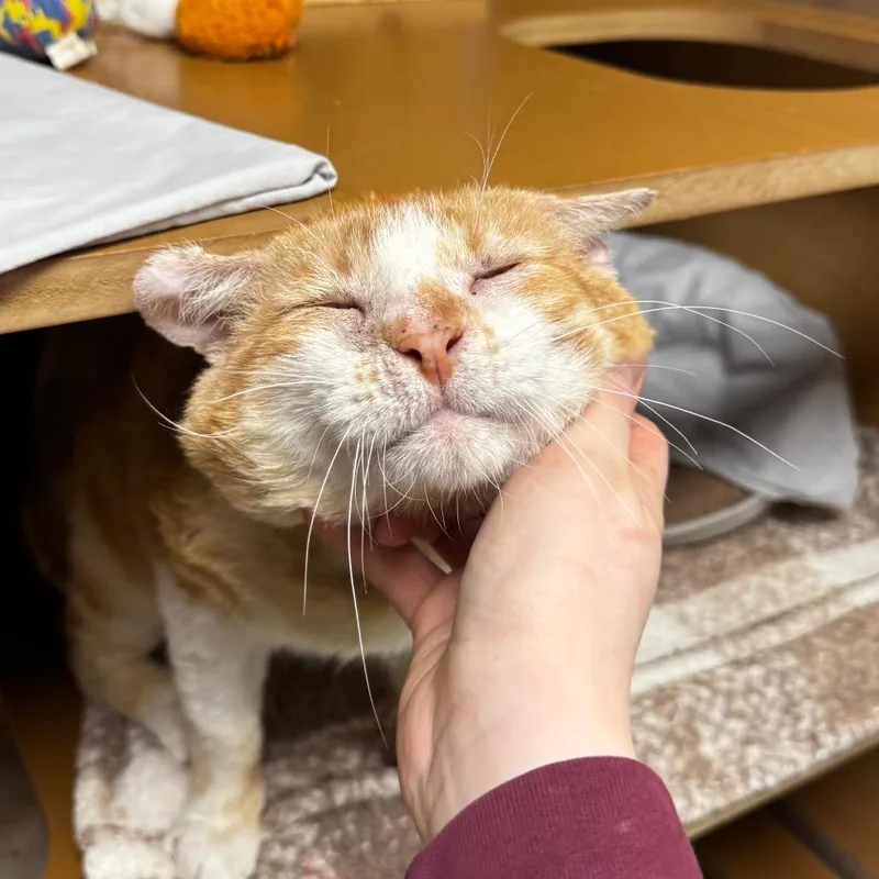 An adult extra large-sized male Orange / Red Domestic Short Hair cat named Edward for adoption in Brookfield, WI