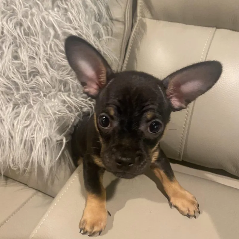A baby small-sized male Black Chihuahua dog named Doc for adoption in Ferndale, MI