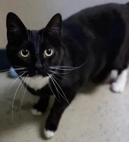 An adult medium-sized female Domestic Short Hair cat named Kiki for adoption in Baraboo, WI