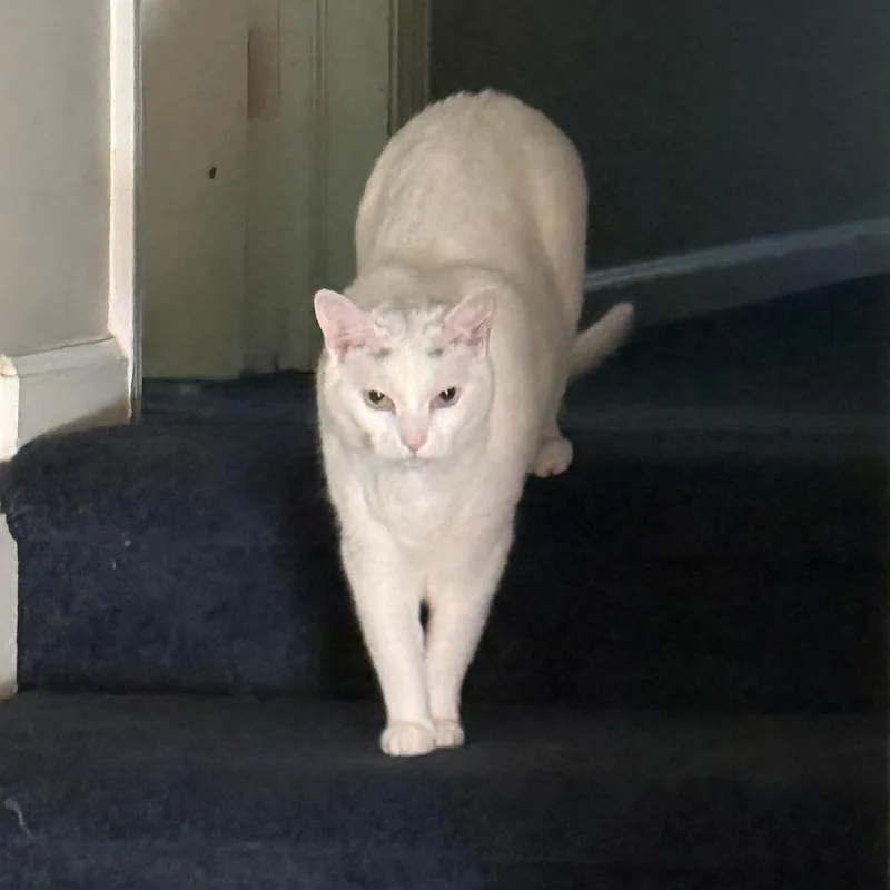 A senior extra large-sized male White Domestic Short Hair cat named Bubby for adoption in Greensboro, NC