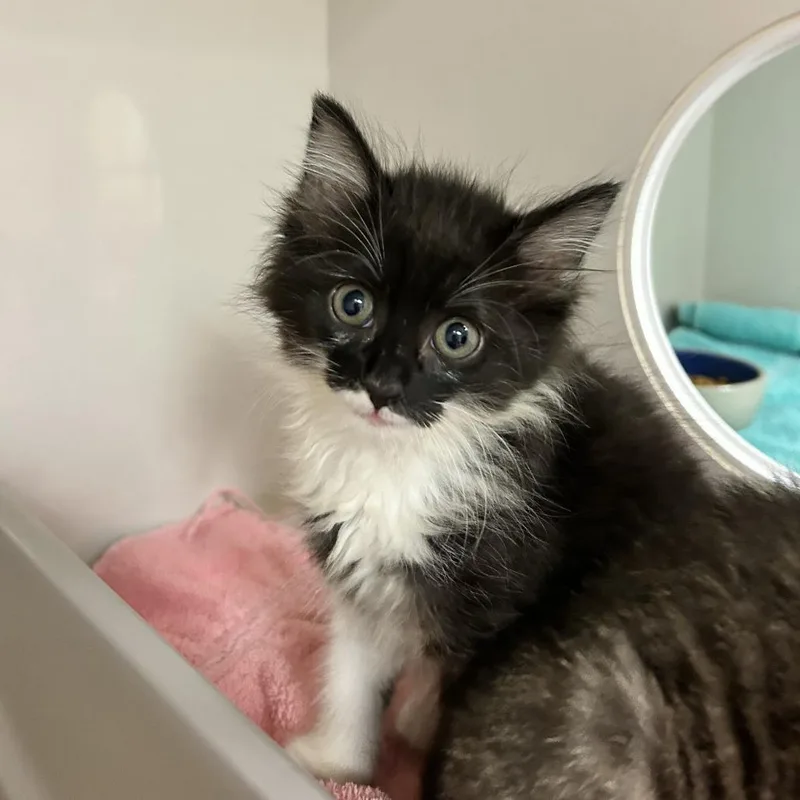 A baby small-sized male Black Domestic Short Hair cat named Bibble for adoption in Redwood City, CA