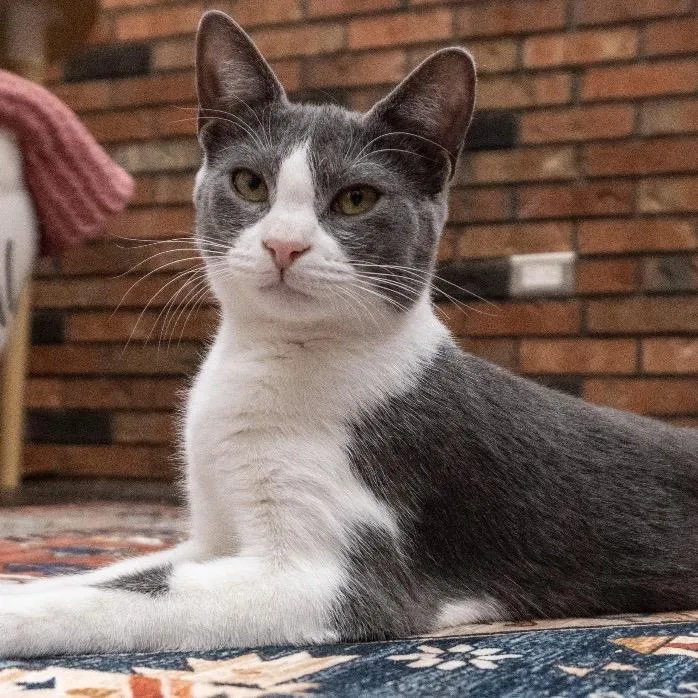 An adult small-sized female Gray / Blue / Silver Domestic Short Hair cat named Popcorn for adoption in Danbury, CT