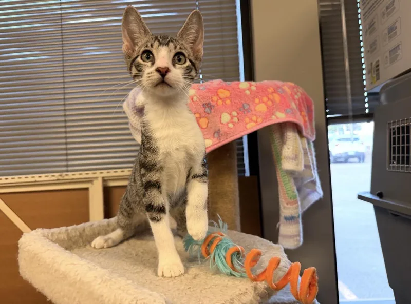 A baby medium-sized male Tabby (Gray / Blue / Silver) Domestic Short Hair cat named Winston for adoption in Batesville, AR