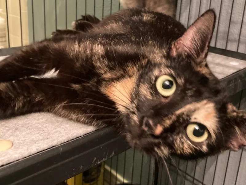 A young medium-sized female Domestic Short Hair cat named Bellatrix for adoption in San Antonio, TX