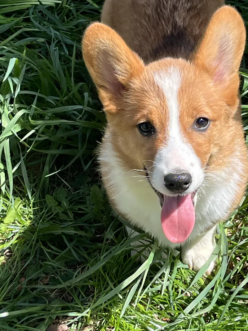 A baby small-sized female Pembroke Welsh Corgi dog named Carly for adoption in Havertown, PA