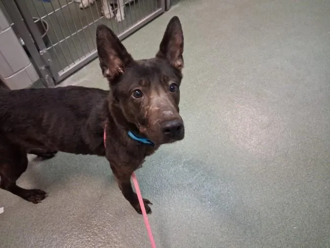 An adult medium-sized female Mixed Breed dog named Zafrina for adoption in Santa Fe, NM