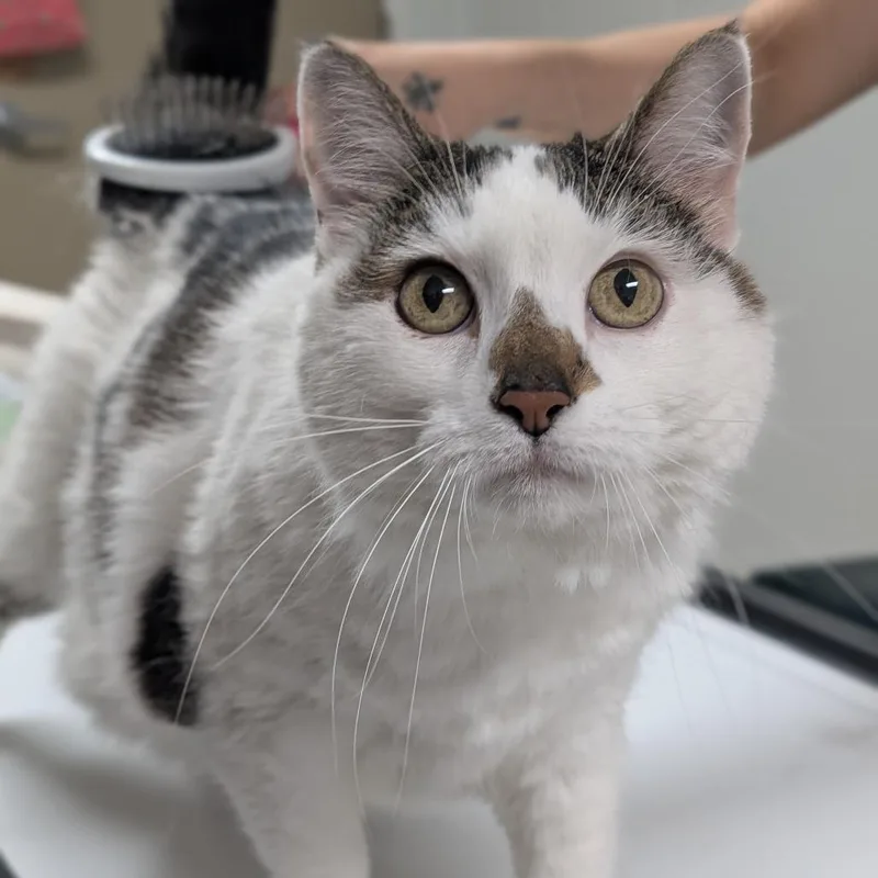 A senior large-sized female Brown / Chocolate Domestic Short Hair cat named Bunny for adoption in Peoria, IL