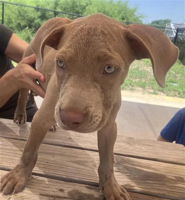 A baby small-sized male Labrador Retriever dog named Wemby for adoption in San Antonio, TX