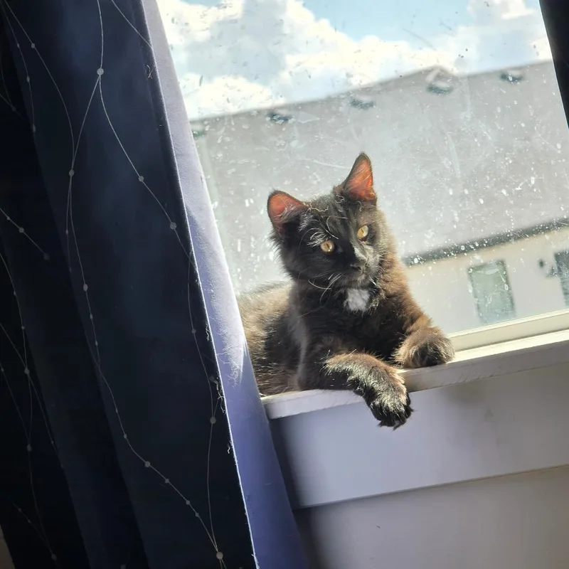 A baby small-sized male Black Domestic Short Hair cat named John Deere for adoption in Layton, UT