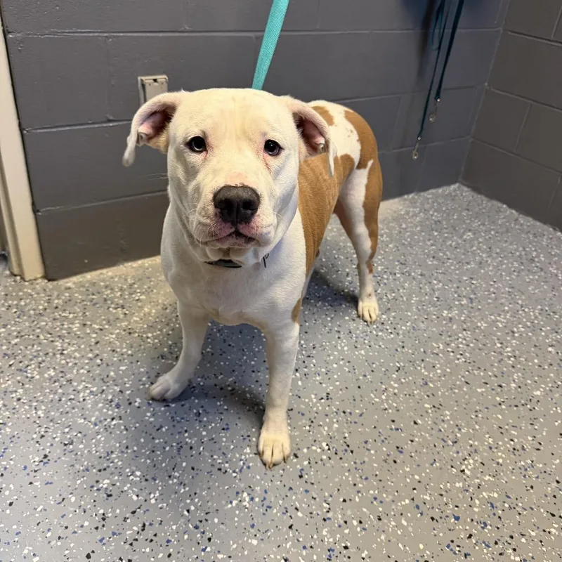 An adult large-sized male White / Cream American Bulldog dog named Tuscstray for adoption in Tuscaloosa, AL