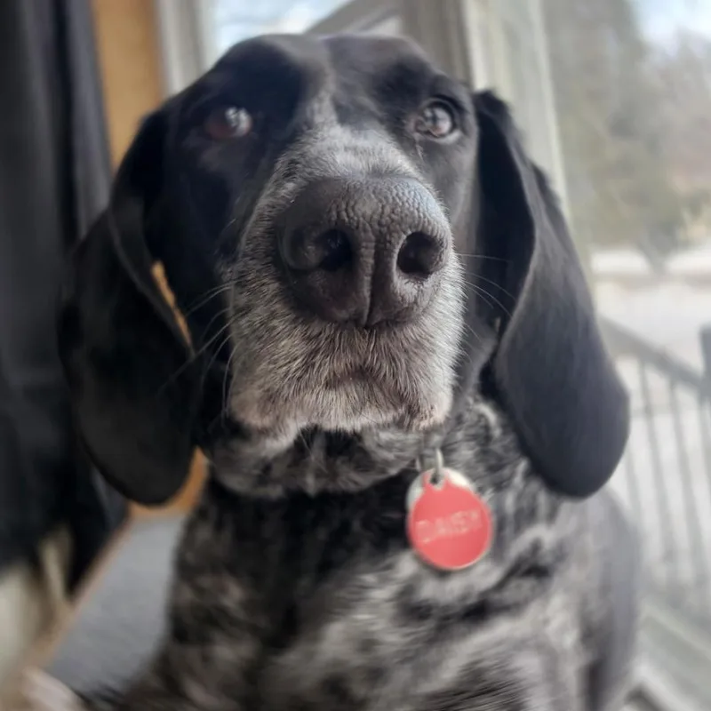 A senior large-sized female Coonhound dog named Daisy for adoption in Saint Cloud, MN