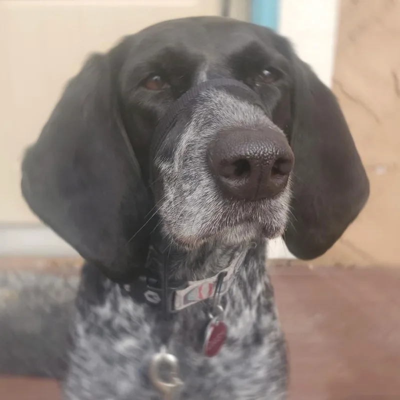 Daisy thumbnail 3