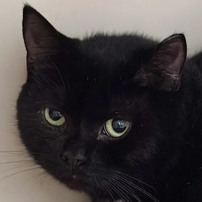 An adult medium-sized female Domestic Short Hair cat named Charlotte for adoption in Victor, NY